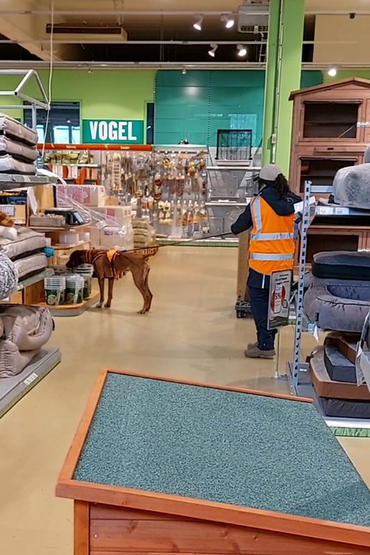 Mantrailing mit dem Lionhound